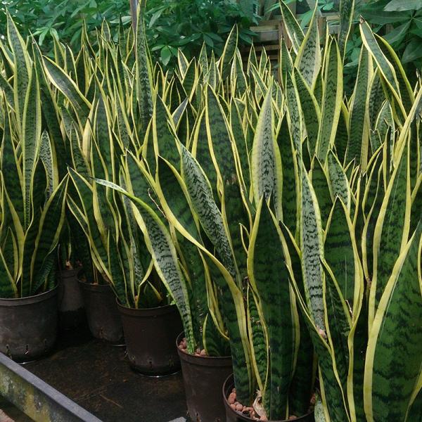 snake-plant