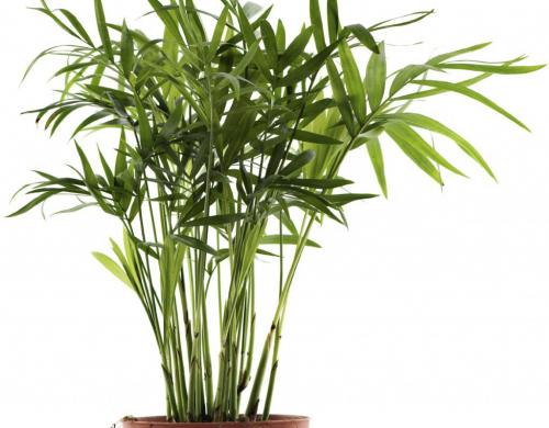 chamaedorea plant on white