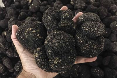 black truffles 