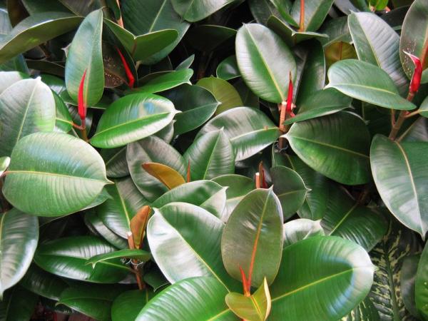 Ficus_elastica