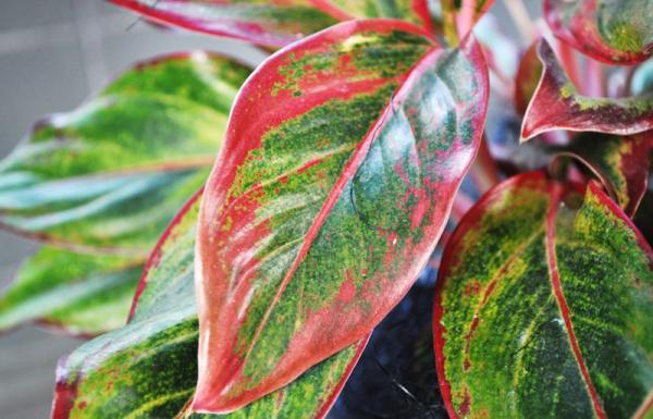 Aglaonema-Chinese-Evergreen-2