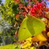 YELLOW BUTTERFLY butterfies slow motion Cloudless Sulphur (Phoebis sennae)