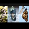 Metamorphosis and Humanity's New Birth.wmv