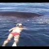 Humpback Whale Shows AMAZING Appreciation After Being Freed From Nets