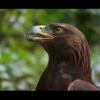 On The Wings Of An Eagle-John Denver