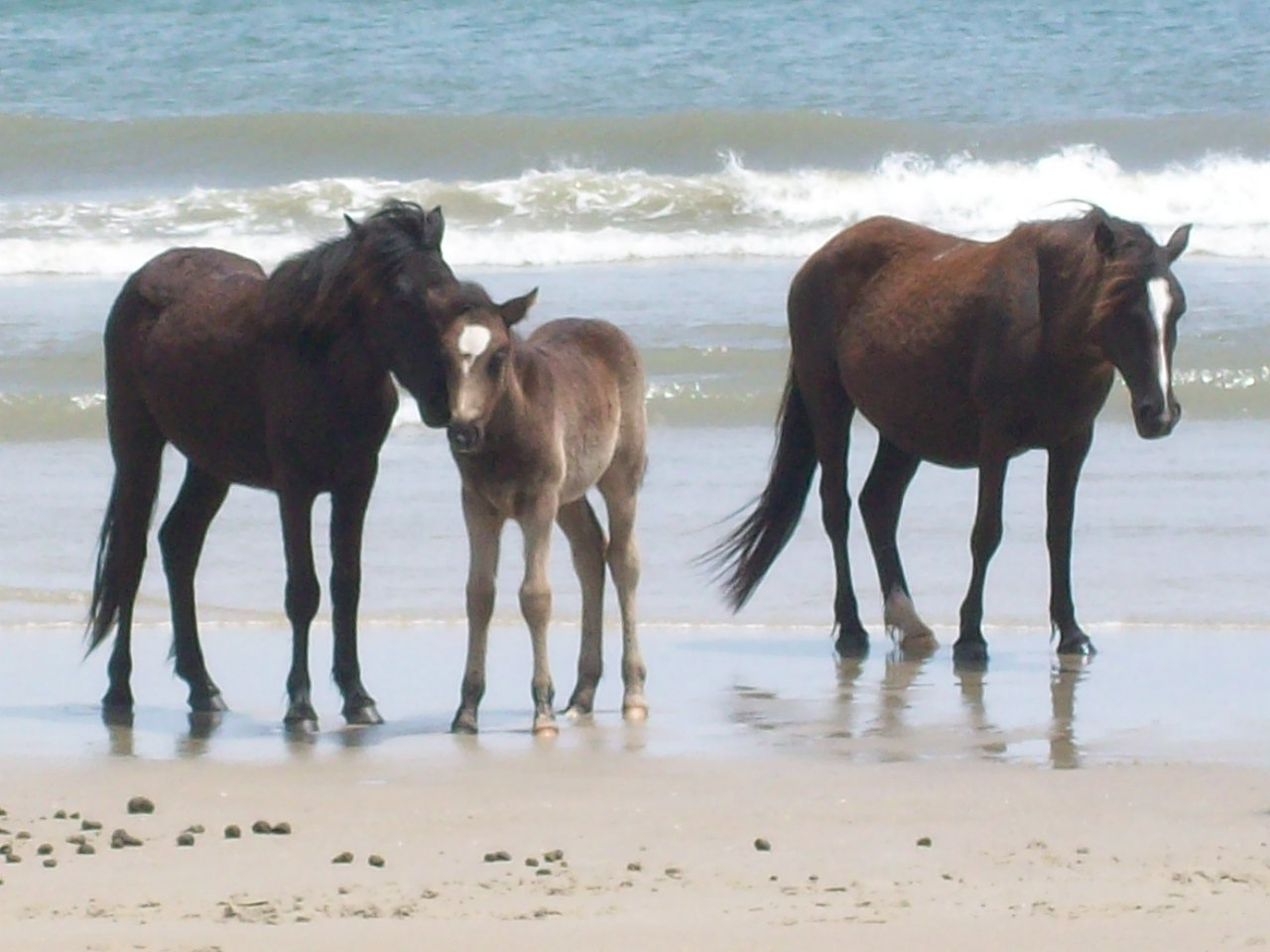 Wild Horses Of Corolla Beach North Carolina Galactic Art Co Op Wild Horses Of Corolla Beach North Carolina