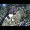 Eagle Birth: A Bird's Eye View